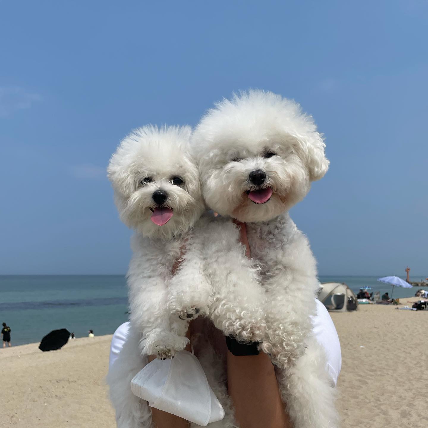 포트폴리오